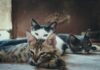 Evaluating Your Options: How To Choose the Right Vet Hospital for Your Pet Vet Hospital