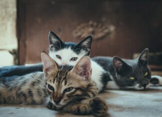 Evaluating Your Options: How To Choose the Right Vet Hospital for Your Pet Vet Hospital