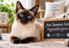 Are Siamese Cats Hypoallergenic? Complete Guide to Allergy Risks, Key Facts, Pro Tips, and What Matters Most Are Siamese Cats Hypoallergenic